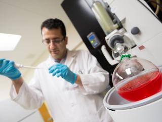 lab